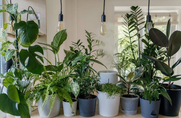 les meilleures plantes grimpantes pour décorer votre balcon ou votre terrasse