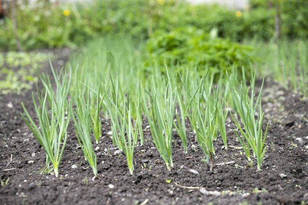 Potagers urbains à Genève : une alternative durable pour l'alimentation en ville