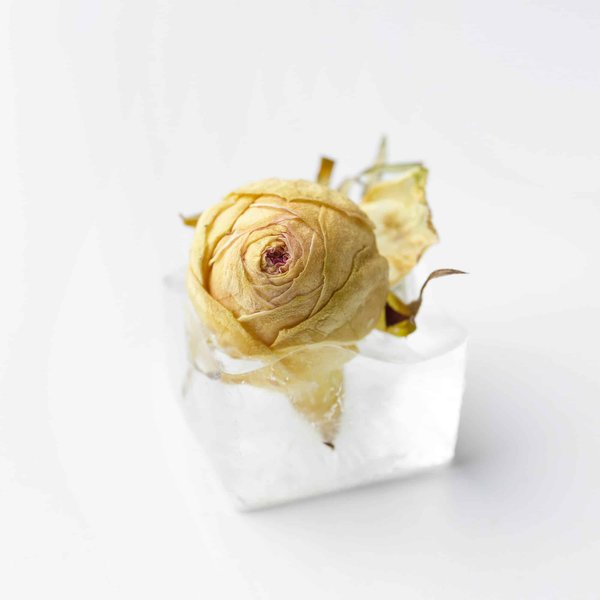 Roses éternelles sous cloche : signification et conseils pour faire le bon choix